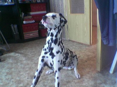 Image(440).jpg